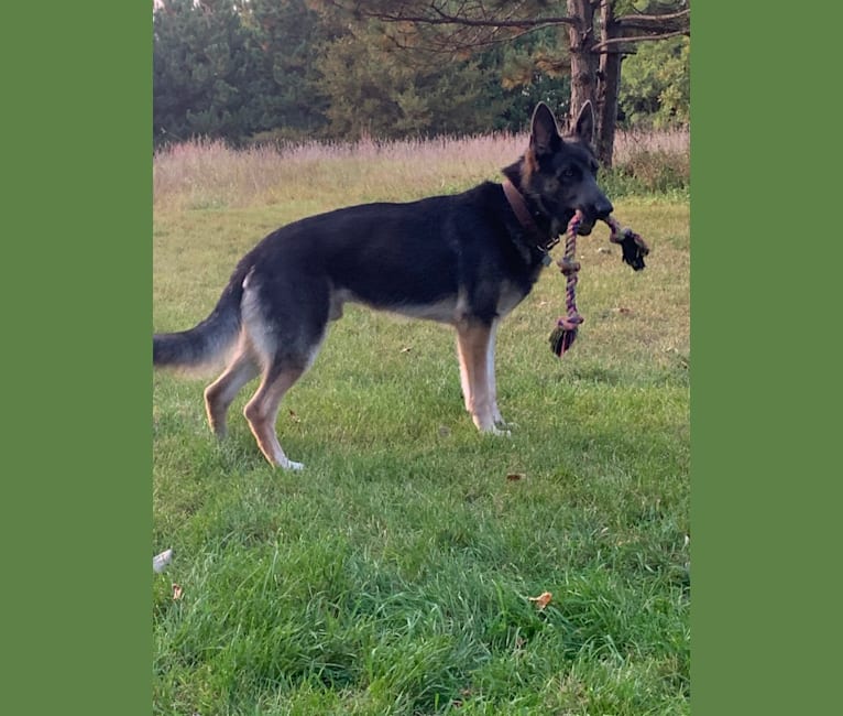 Brutus (Brudy), a German Shepherd Dog tested with EmbarkVet.com