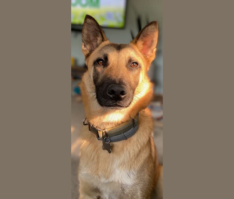 Kodak, a German Shepherd Dog and Belgian Malinois mix tested with EmbarkVet.com