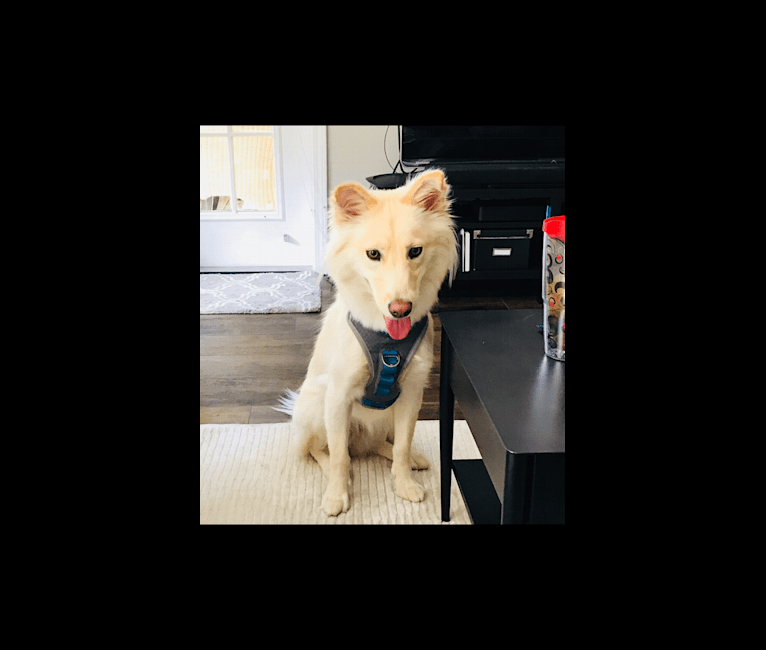embark dog dna test breed