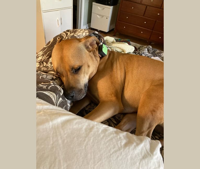 Monty, an American Pit Bull Terrier tested with EmbarkVet.com