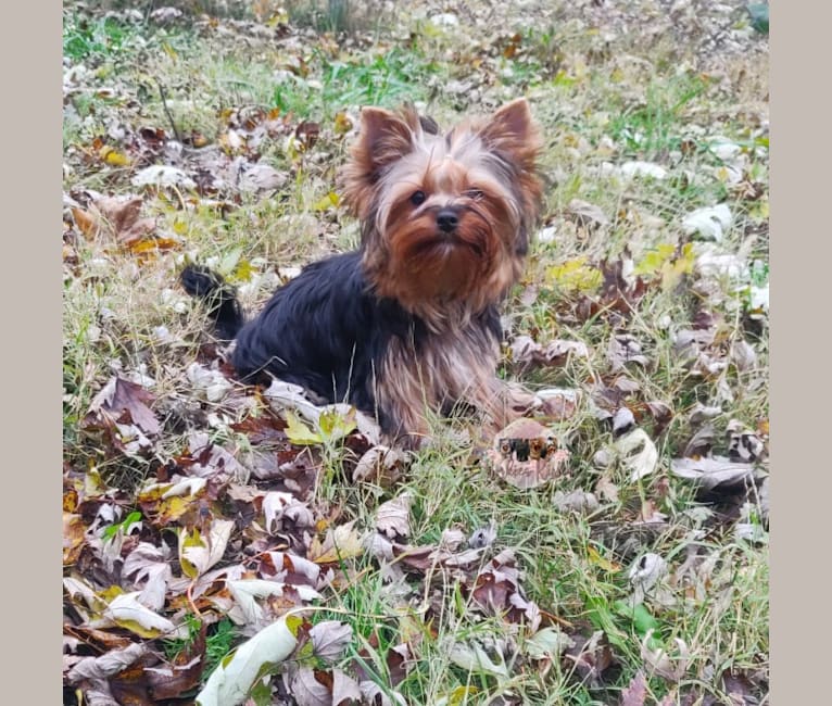 Photo of Frenchy, a Yorkshire Terrier  in Yorkies Kisses, Indiana 3, Kendallville, IN, USA