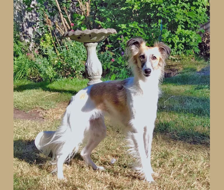 Windsprite puppies for sale deals