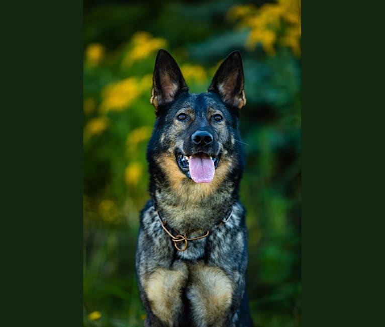 Photo of Basha, a German Shepherd Dog  in St. Louis, MO, USA