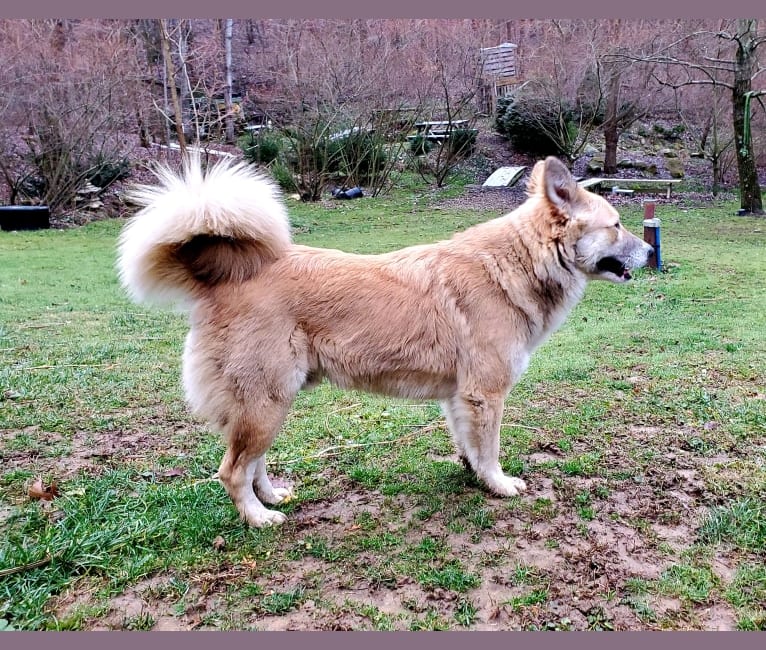 Nelson, an Arabian Village Dog tested with EmbarkVet.com