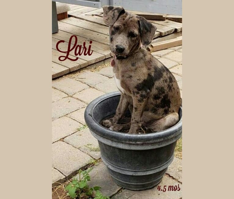Lari, a Chihuahua and American Pit Bull Terrier mix tested with EmbarkVet.com