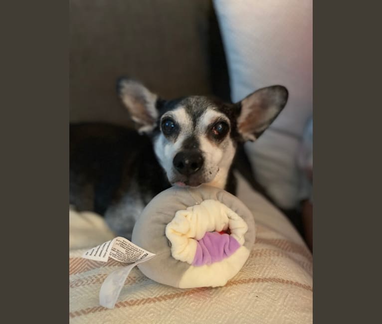 Photo of Mojo-Jojo, a Chihuahua, Poodle (Small), and Dachshund mix in California, USA