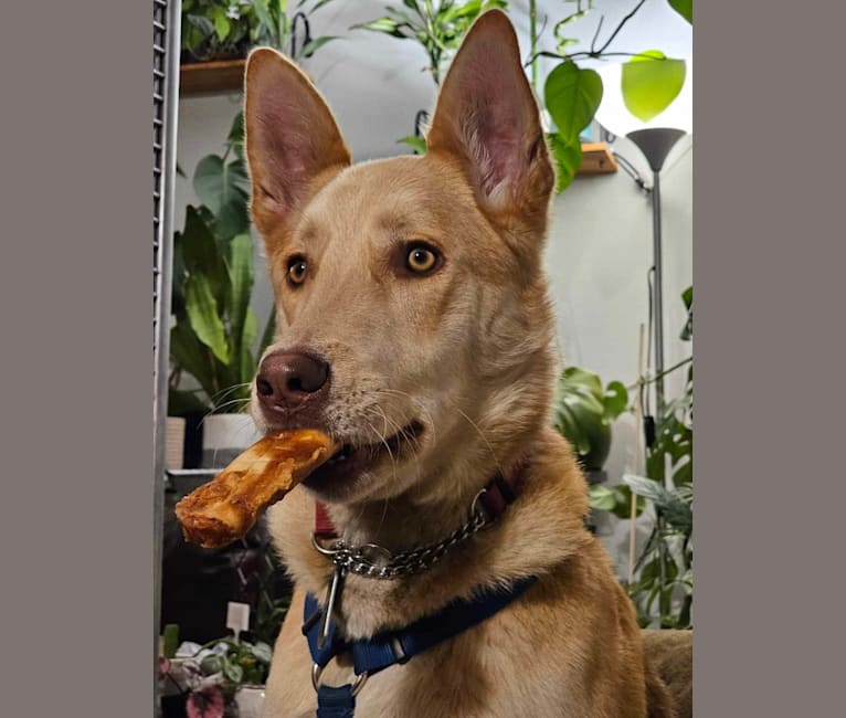 Aalo, a German Shepherd Dog and Siberian Husky mix tested with EmbarkVet.com