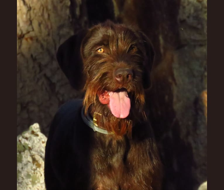 Embark Dog DNA Test Breed