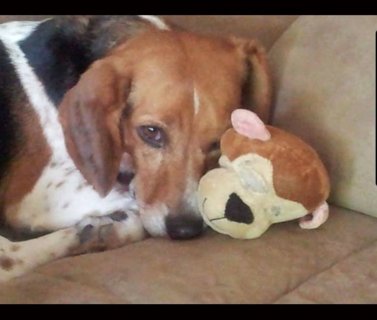 Photo of Fee Fee, a Beagle  in USA