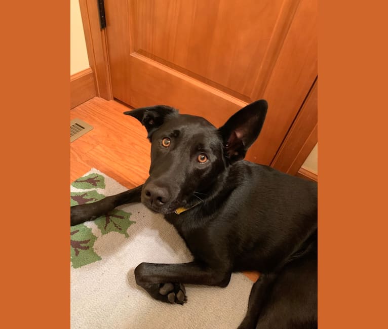 Emmet, a Norwegian Elkhound and Labrador Retriever mix tested with EmbarkVet.com