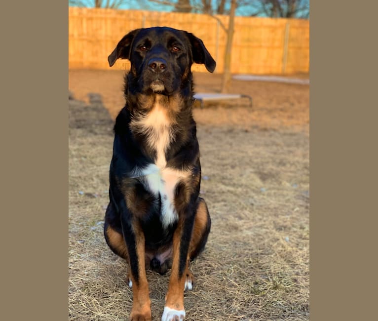Smokey, a Labrador Retriever and Border Collie mix tested with EmbarkVet.com