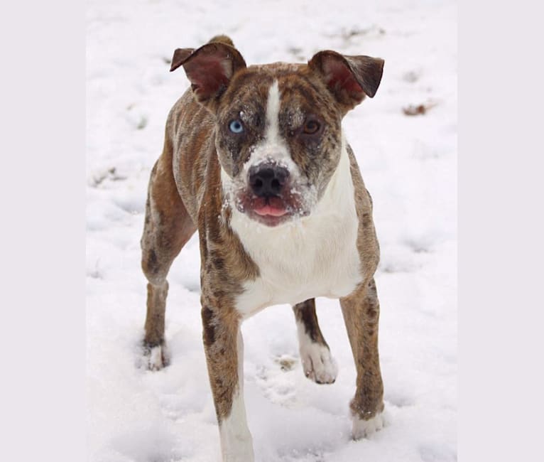 Hammer, a Boston Terrier and Australian Cattle Dog mix tested with EmbarkVet.com