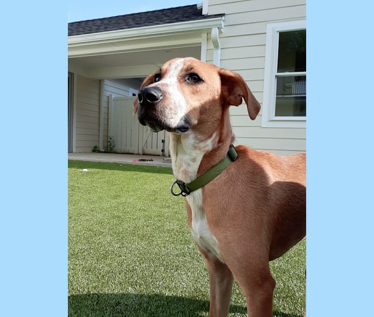 Chet, an American English Coonhound and Mountain Cur mix tested with EmbarkVet.com