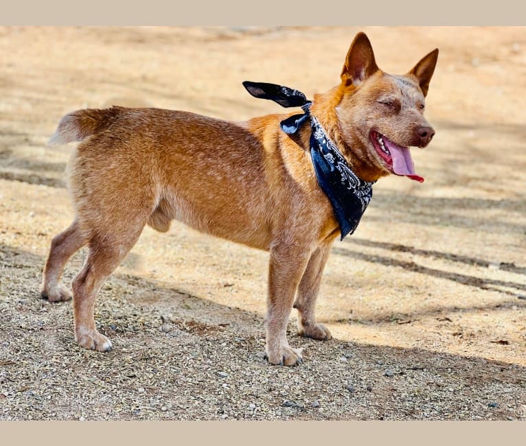 Rocko, an Australian Cattle Dog tested with EmbarkVet.com