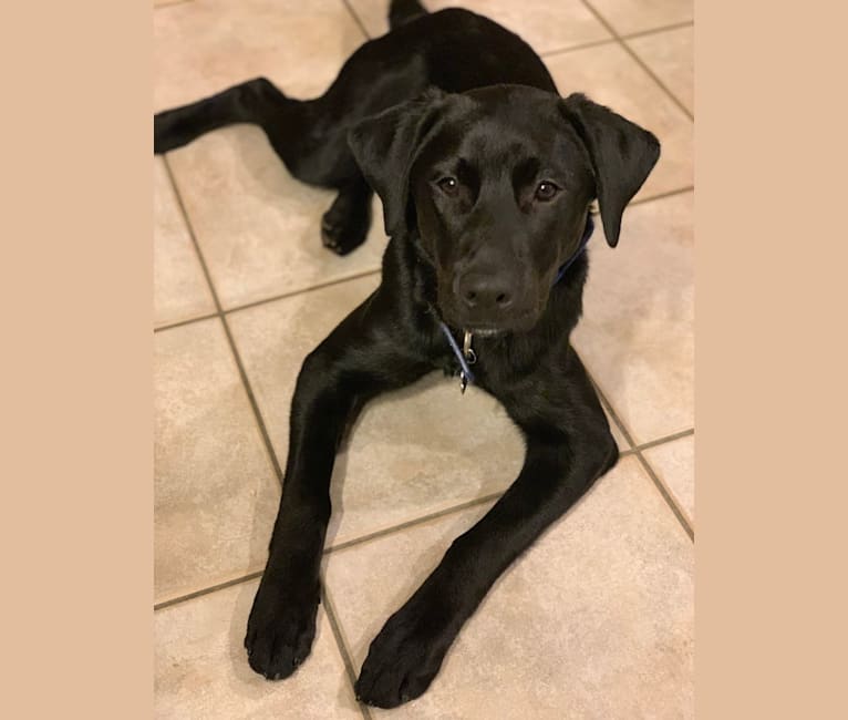 Jindo lab mix dog online