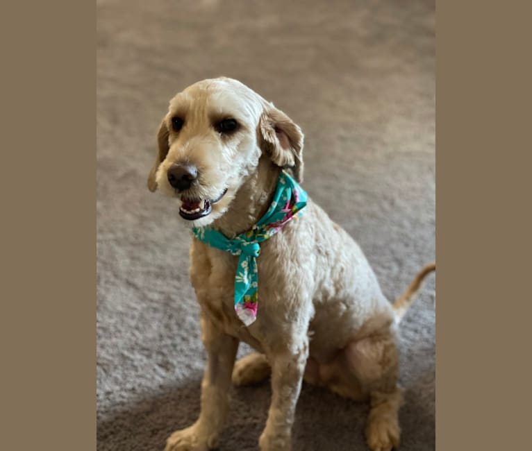 Photo of Mackenzie “Mack”, a Poodle (Standard), Poodle (Small), and Labrador Retriever mix in Bakersfield, CA, USA