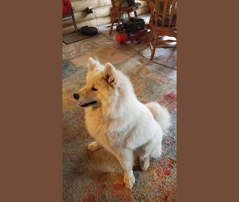 Sweetie, a Samoyed tested with EmbarkVet.com