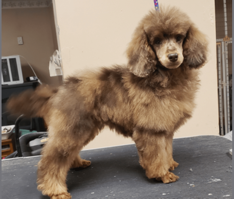 Ramsey, a Poodle tested with EmbarkVet.com