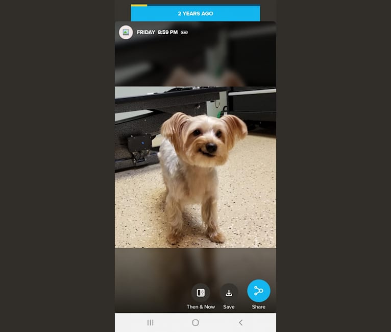 Photo of Eva, a Yorkshire Terrier  in Connecticut, USA