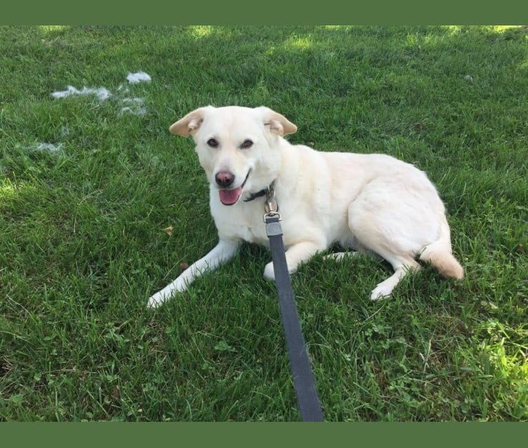 Sadie, a Beagle and Australian Cattle Dog mix tested with EmbarkVet.com