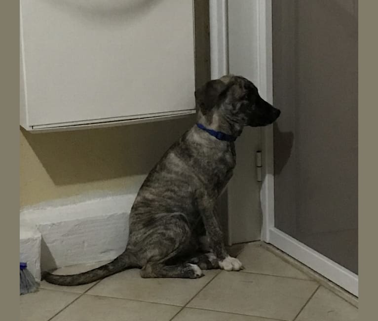German shepherd dogo argentino mix best sale