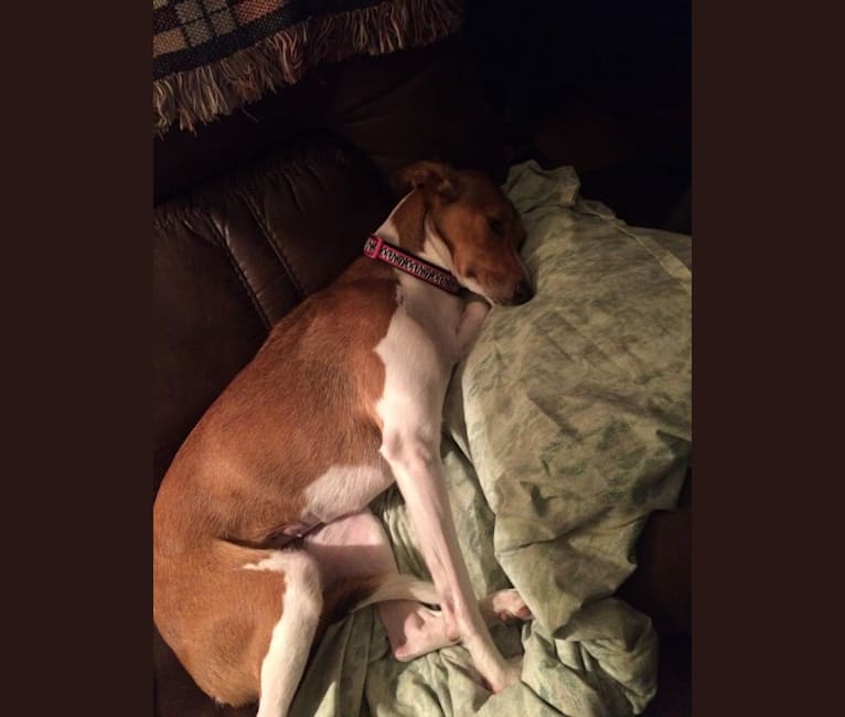 Italian greyhound shepherd mix on sale