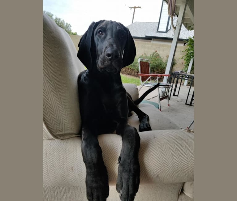 Benny, a Bloodhound and Great Dane mix tested with EmbarkVet.com