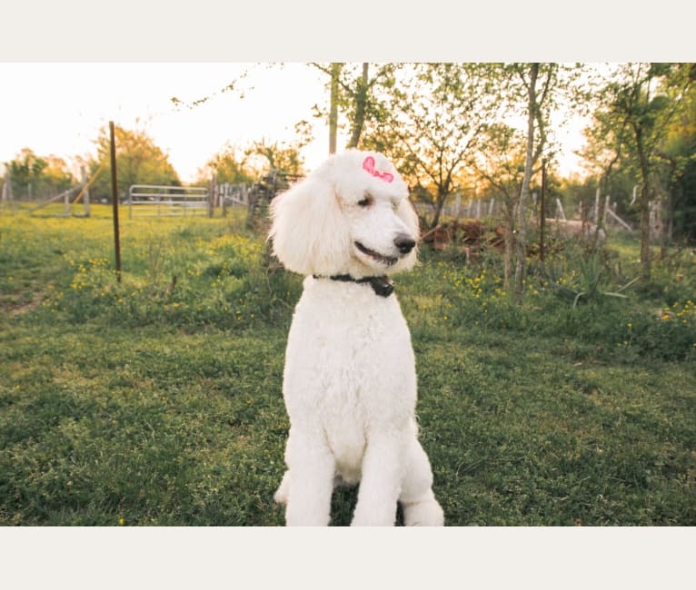 Anna, a Poodle (Standard) tested with EmbarkVet.com