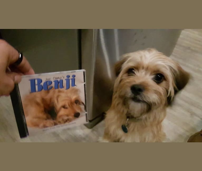 Benji, a Lhasa Apso and Chihuahua mix tested with EmbarkVet.com