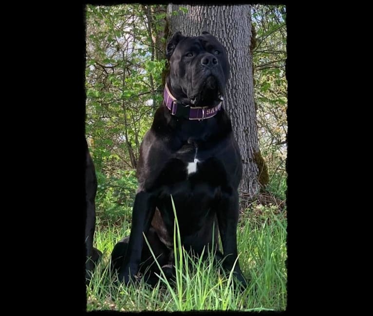 HOUFEK MASTIFFS SAVAGE D'FORTE, a Neapolitan Mastiff and Cane Corso mix tested with EmbarkVet.com