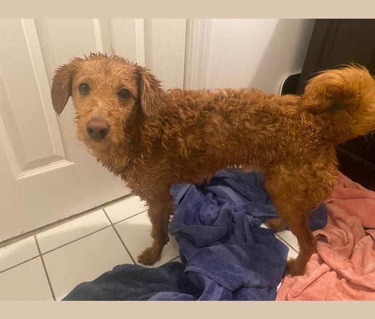 Embark Dog DNA Test Breed