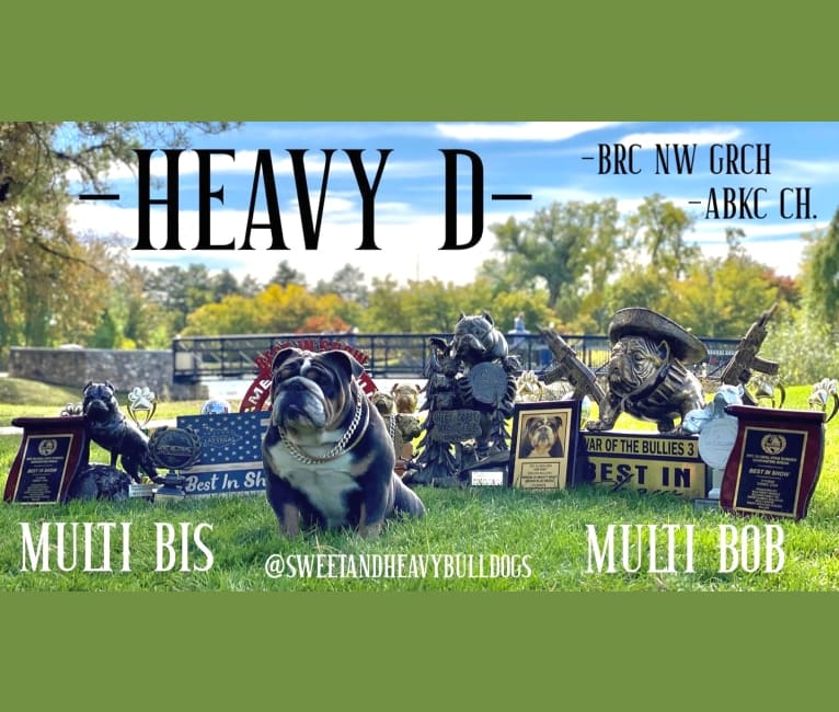 Heavy D, a Bulldog tested with EmbarkVet.com