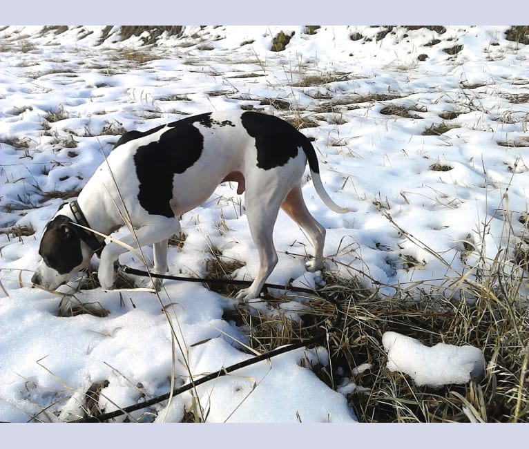 Photo of Lars, an American Pit Bull Terrier and American Staffordshire Terrier mix in Kalispell, Montana, USA