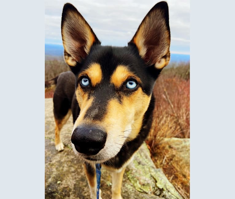 Siberian husky terrier mix best sale