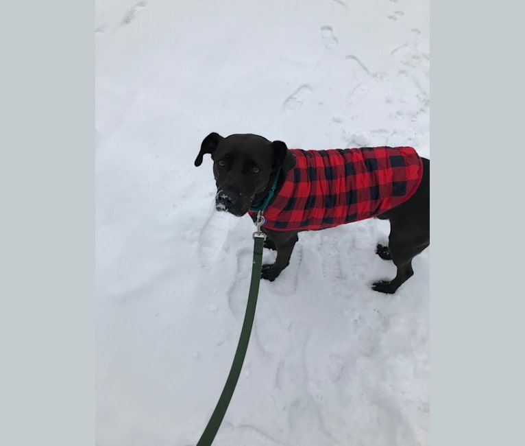 Mako, a Labrador Retriever and Mountain Cur mix tested with EmbarkVet.com
