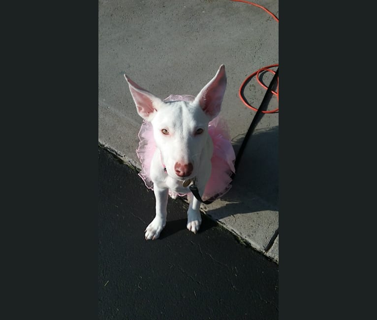 Shakira, an American Village Dog tested with EmbarkVet.com