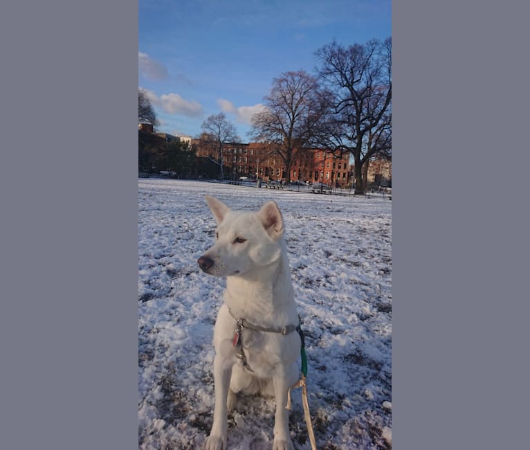 Photo of Bomi, a Jindo  in New York, New York, USA