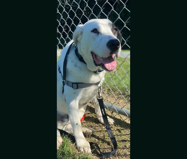 Photo of Harvey, a Labrador Retriever, Great Pyrenees, American Pit Bull Terrier, and Mixed mix in Tuscaloosa, Alabama, USA