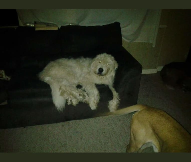 Cotton, a South Russian Shepherd Dog tested with EmbarkVet.com