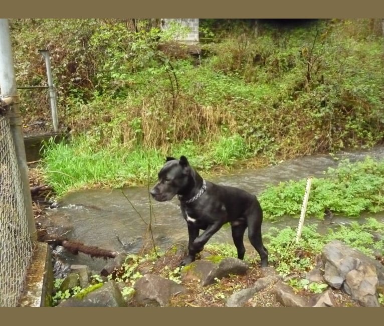 Grim, a Cane Corso and Neapolitan Mastiff mix tested with EmbarkVet.com