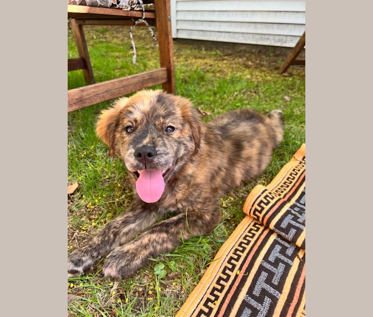 Rudder, a Labrador Retriever and Chow Chow mix tested with EmbarkVet.com