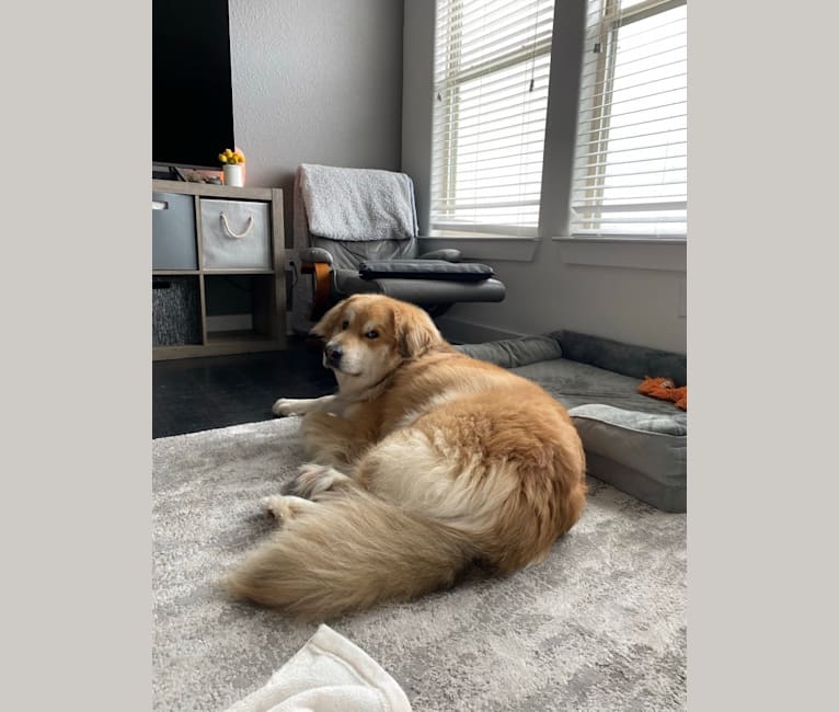 Kaldi, a Great Pyrenees and Chow Chow mix tested with EmbarkVet.com