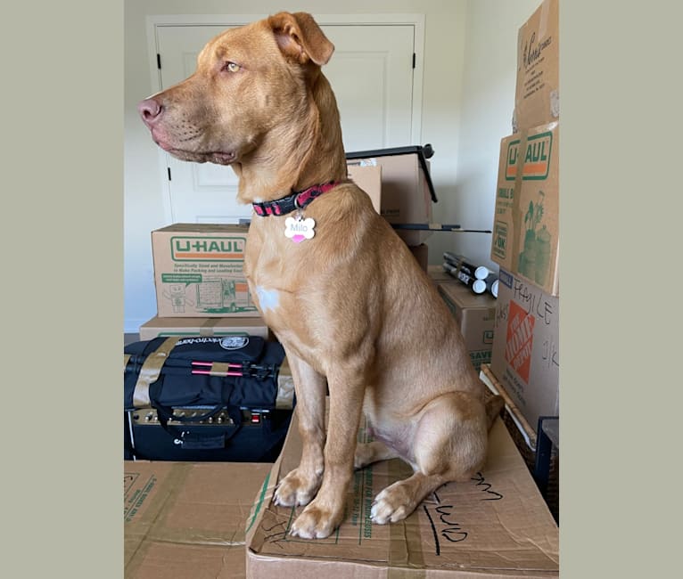 Milo, an American Pit Bull Terrier and Rottweiler mix tested with EmbarkVet.com