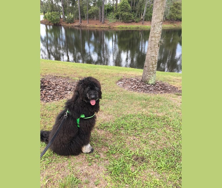 Photo of Trotsky, a Bernedoodle  in Greenville, SC, USA