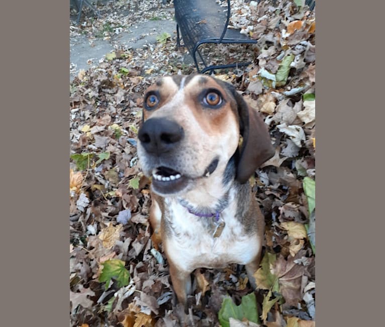 Lady Jane, a Mountain Cur and Bluetick Coonhound mix tested with EmbarkVet.com