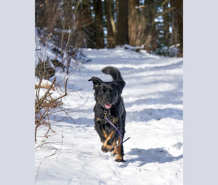 Lucy, a Labrador Retriever and Siberian Husky mix tested with EmbarkVet.com