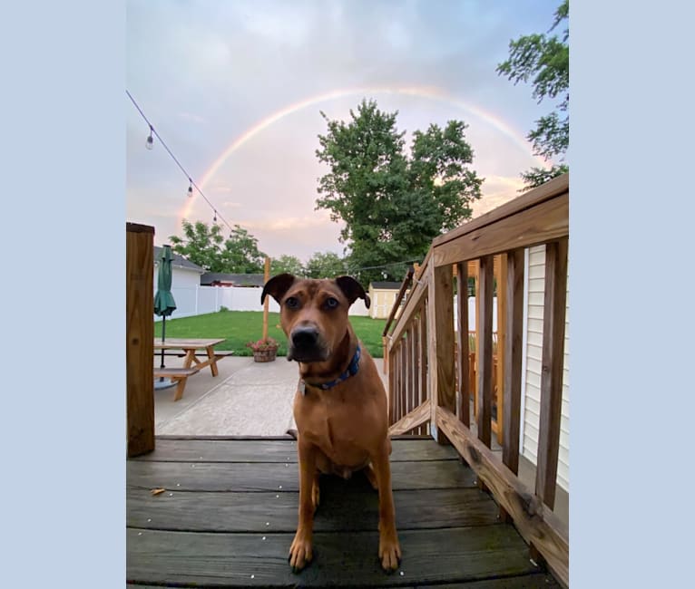 Walker, an American Pit Bull Terrier and Rottweiler mix tested with EmbarkVet.com