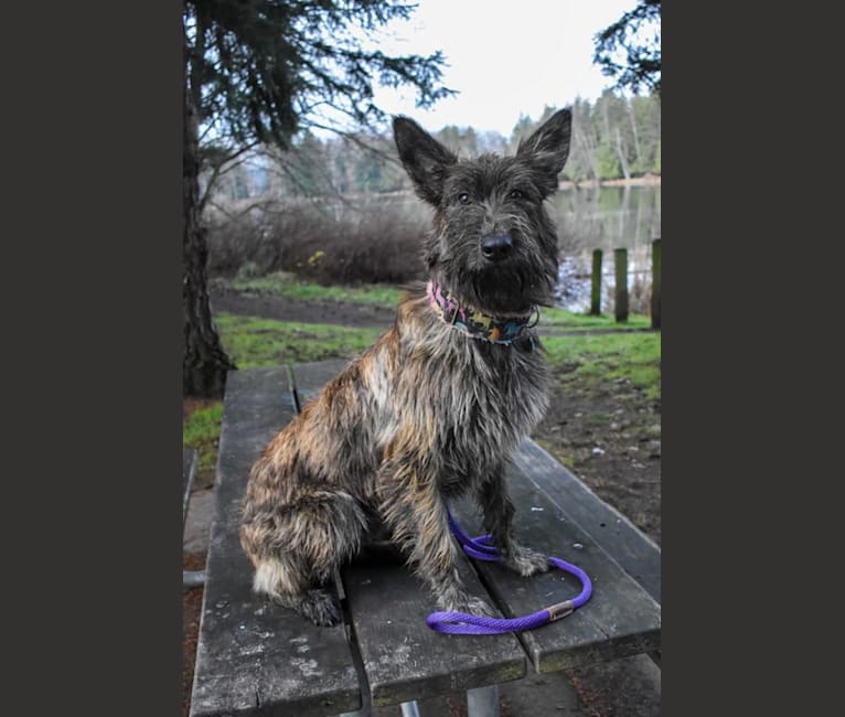 Pandora, a Berger Picard tested with EmbarkVet.com
