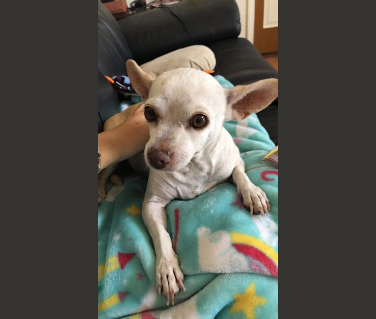 Toadette, a Chihuahua tested with EmbarkVet.com