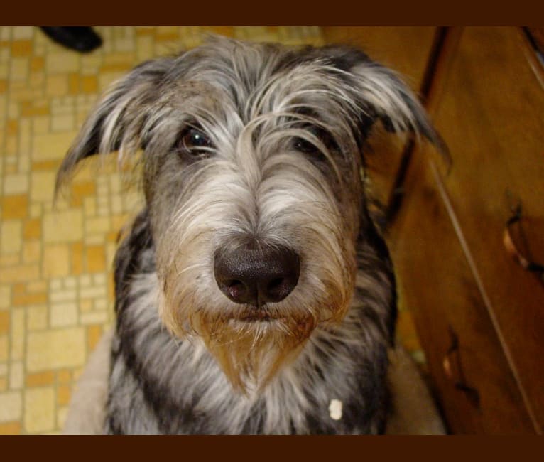 Toby, a German Shepherd Dog and Shetland Sheepdog mix tested with EmbarkVet.com
